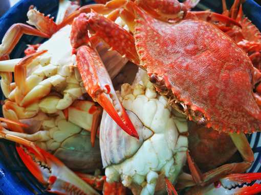 8 Best Places for Crab in Florida!