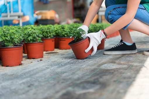 10 Best Garden Centers and Nurseries in Florida!